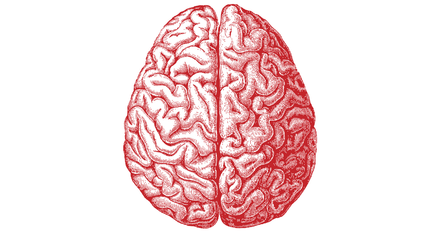 Ковид и мозг. Мозг вид сверху. Полушария мозга. Мозг человека сверху.